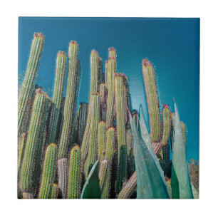 Carreau Afrique Désert Paysage Nature Cactus Plante
