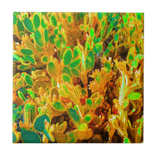 Carreau Afrique Désert Paysage Nature Cactus Plante