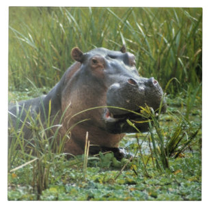 Carreau Afrique, Kenya, Masai Mara NR. Une hippopotame mèr