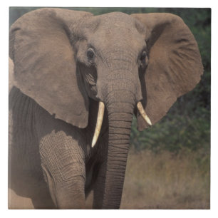 Carreau Afrique, Kenya, Nanyuki, Mpala. Eléphant africain.