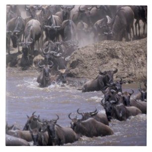 Carreau Afrique, Kenya, Parc national Masai Mara.