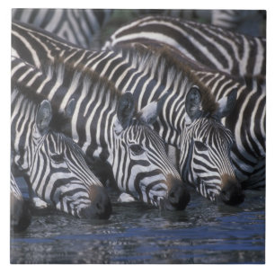 Carreau Afrique, Kenya, Réserve de gibier Masai Mara, plai