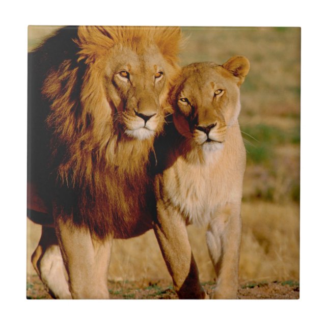 Carreau Afrique, Namibie, Okonjima. Lion & Lion (Devant)