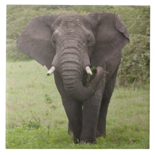 Carreau Afrique Tanzanie Elephant au cratère de Ngorongoro