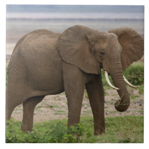 Carreau Afrique. Tanzanie. Éléphant au lac Manyara NP.