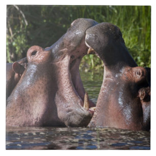 Carreau Afrique. Tanzanie. Hippopotame en combat