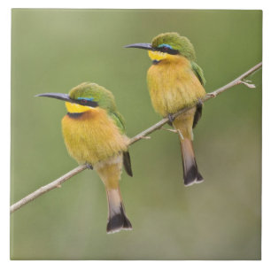 Carreau Afrique. Tanzanie. Little Bee Eaters à Manyara