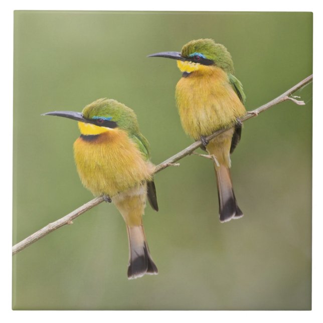 Carreau Afrique. Tanzanie. Little Bee Eaters à Manyara (Devant)
