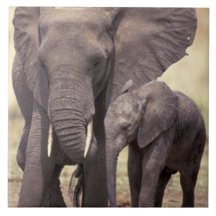 Carreau Afrique, Tanzanie, Parc national de Tarangire. 2