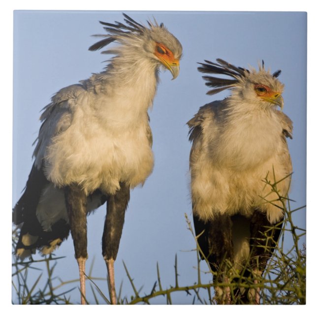 Carreau Afrique. Tanzanie. Secrétaire Birds à Ndutu (Devant)