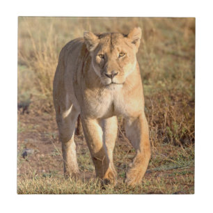 Carreau Afrique, Tanzanie, Serengeti. Lion et lionne