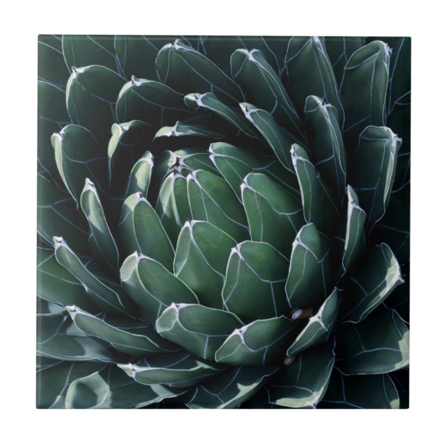 Carreau Agave vert (Devant)