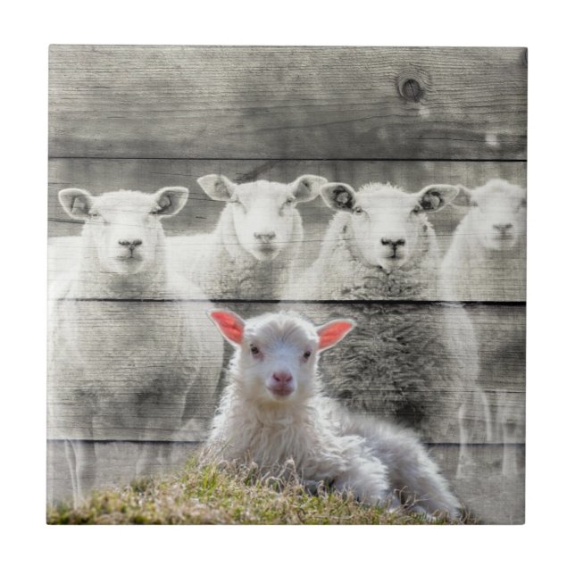 Carreau Agneau de bébé de Sheep Flock (Devant)