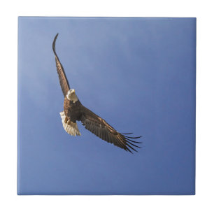 Carreau Aigle chauve