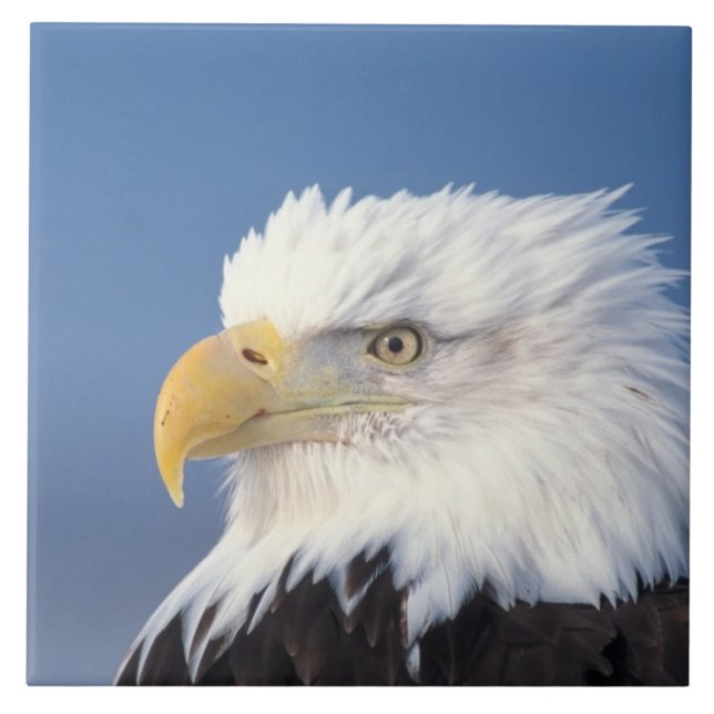 Carreau aigle chauve, Haliaeetus leuccocephalus, (Devant)