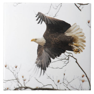 Carreau Aigle de Bald