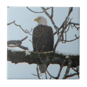 Carreau Aigle de Bald