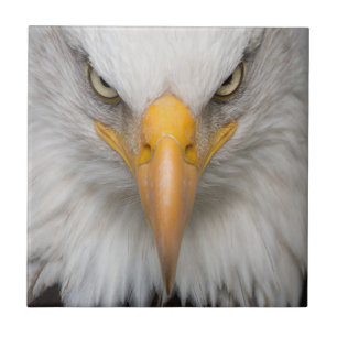 Carreau Aigle de Bald