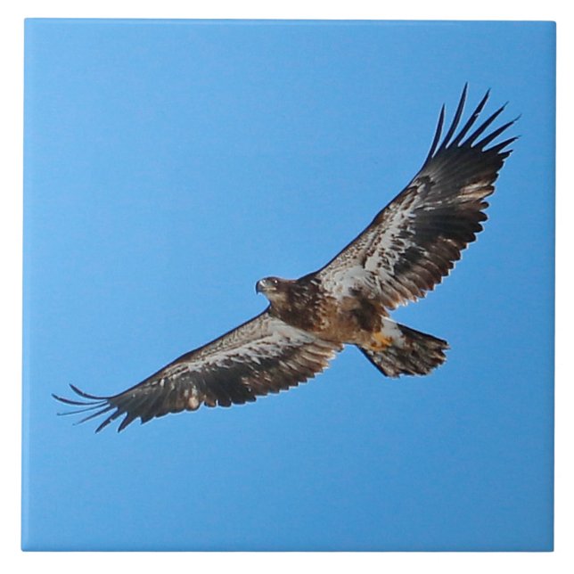 Carreau Aigle d'or grand 6 po x 6 po (Devant)