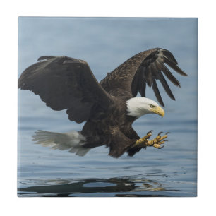 Carreau Aigle en approche