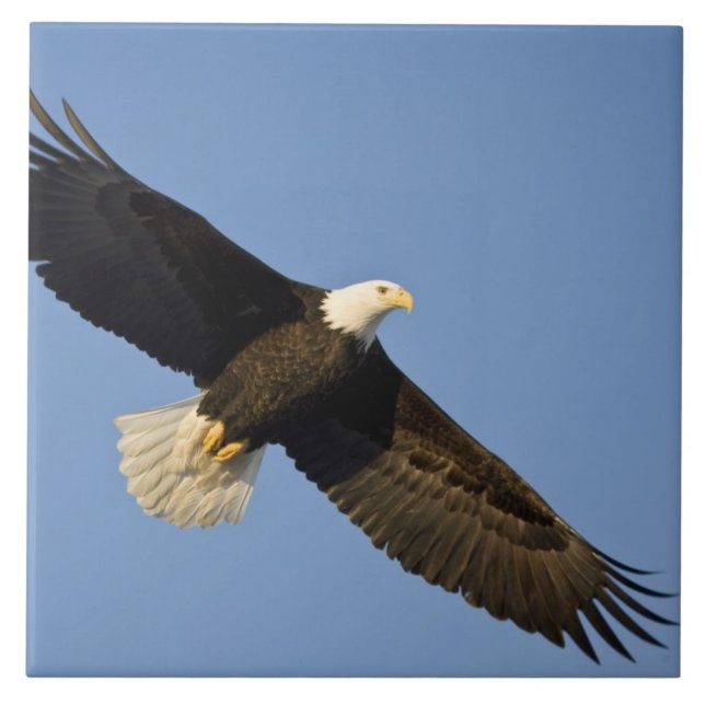 Carreau Aigle, Haliaeetus leucocephalus, Homer, 4 (Devant)