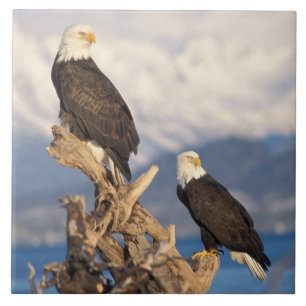 Carreau aigle royal, Haliaeetus leuccocephalus, couple
