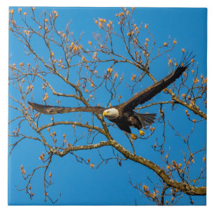 Carreau Aigle royal sur fond bleu