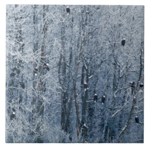 Carreau Aigles chauds