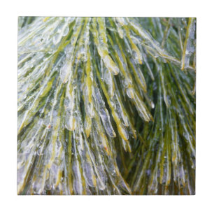 Carreau Aiguilles de pin recouvert de glace Botanique hive