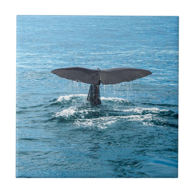 Carreau Aileron de baleine (Devant)