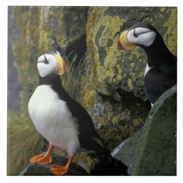 Carreau Alaska, île St. Paul, les Pribilofs, cornes (Devant)