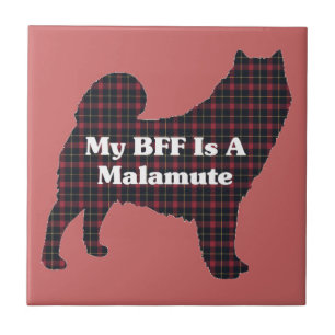 Carreau Alaskan Malamute BFF