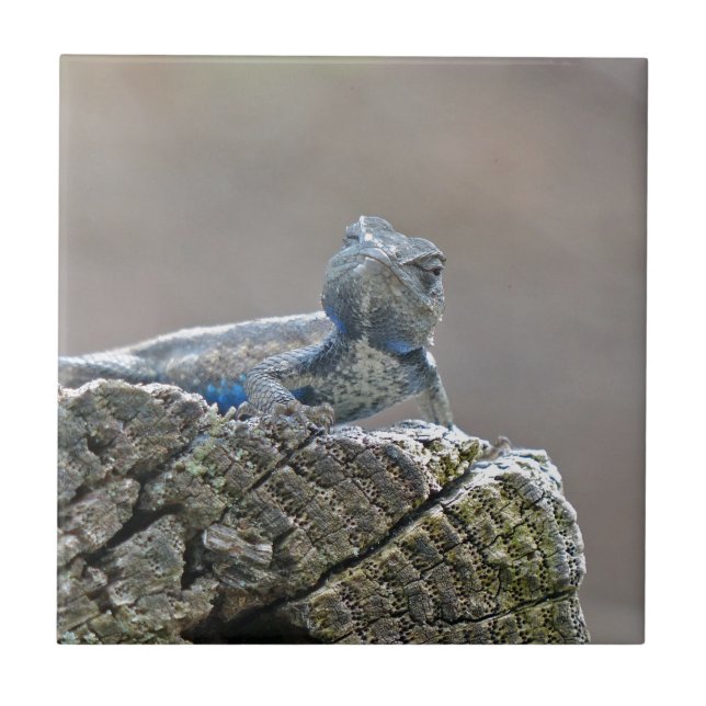 Carreau Alligator du ventre bleu Lizard (Devant)