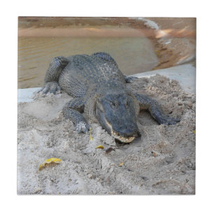 Carreau Alligator, Fort Lauderdale, Floride