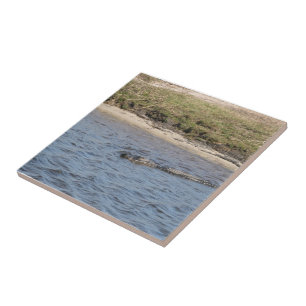 Carreau Alligator Sauvage Faune au Bord de la Rivière