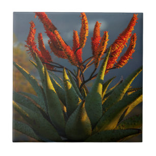 Carreau Aloe de montagne (Aloe Marlothii Berger)