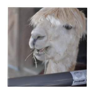 Carreau Alpaca, blanc