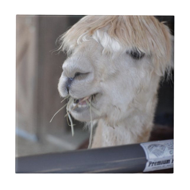 Carreau Alpaca, blanc (Devant)