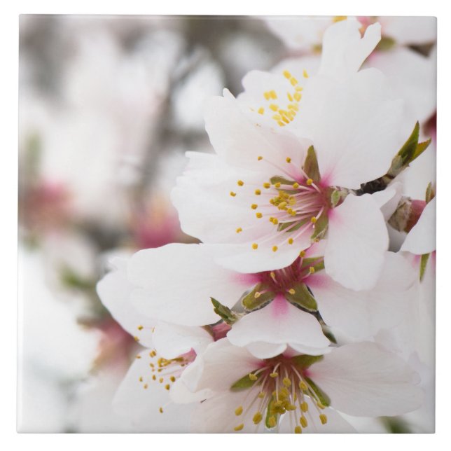 Carreau Amande fleurie (Devant)