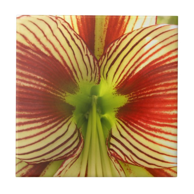 Carreau Amaryllis de papillon (Devant)