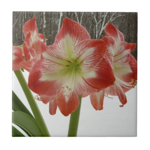 Carreau Amaryllis en Fête Rouge Neige Hiver Floral
