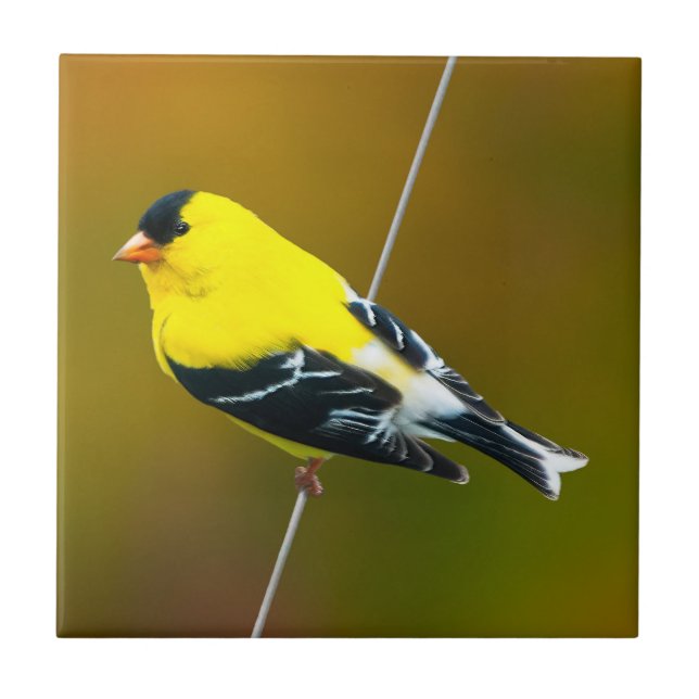 Carreau American Goldfinch - Photo originale (Devant)