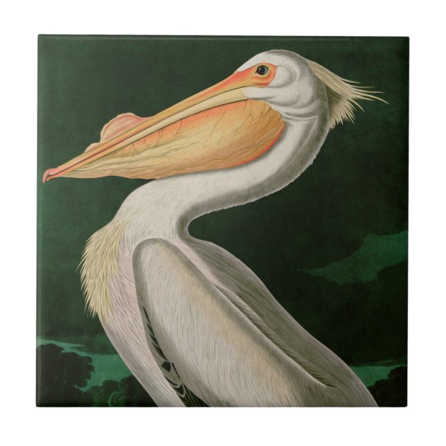 Carreau American White Pelican Birds of America Audubon (Devant)