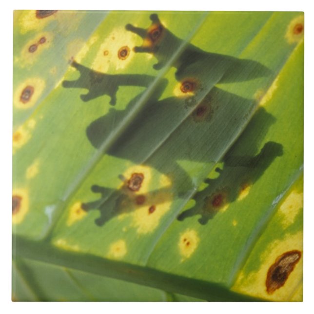 Carreau AMÉRIQUE CENTRALE, Costa Rica, Grenouille rétroécl (Devant)