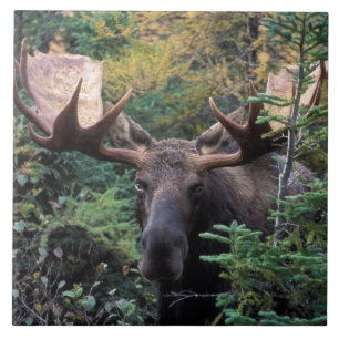 Carreau Amérique du Nord, Canada, Nouvelle-Écosse, Cap-Bre