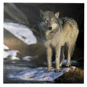 Carreau Amérique du Nord, USA, Minnesota. Loup (Canis)