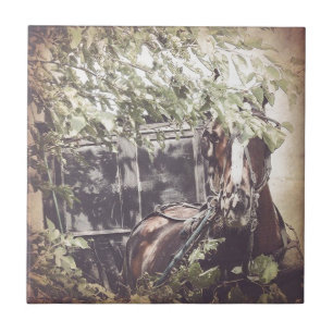 Carreau amish Waiting Horse