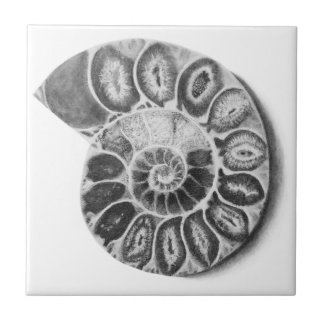 Carreau Ammonite