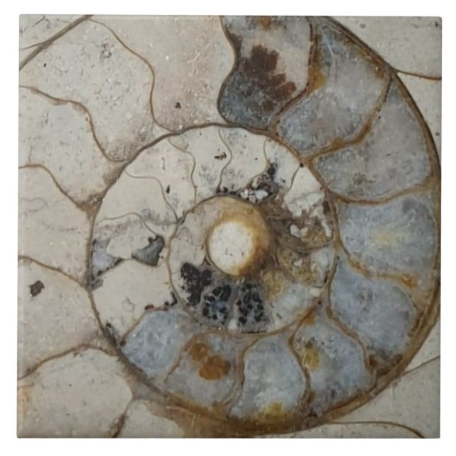 Carreau ammonite de calcaire grand (Devant)