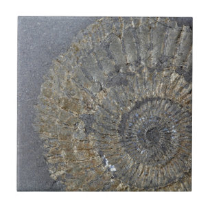Carreau Ammonite de Pyritized